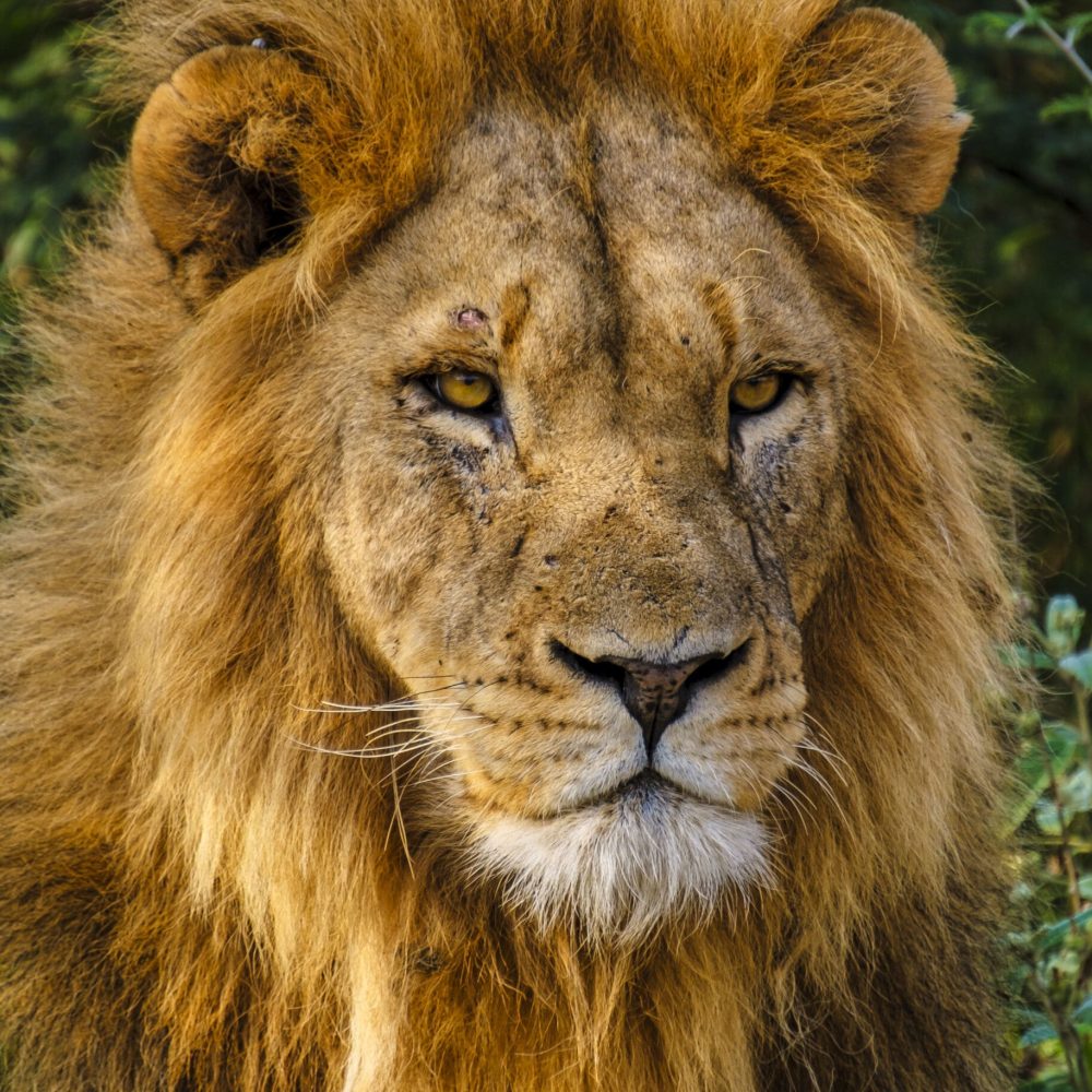 moriah-fragrance-shop-lion-of-judah